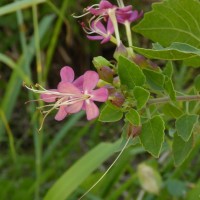 Clerodendrum phlomidis L.f.